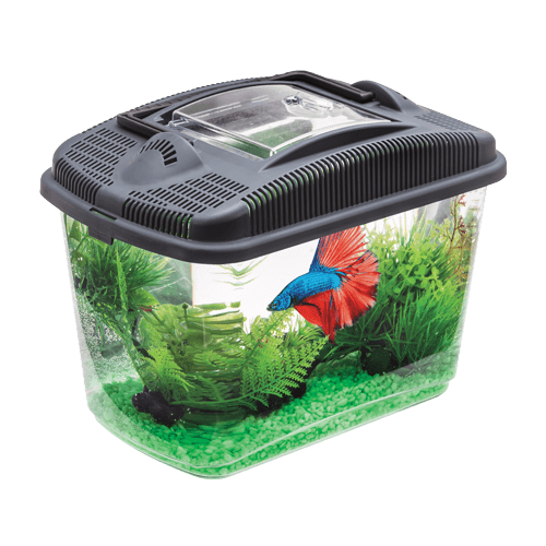 betta fish kit